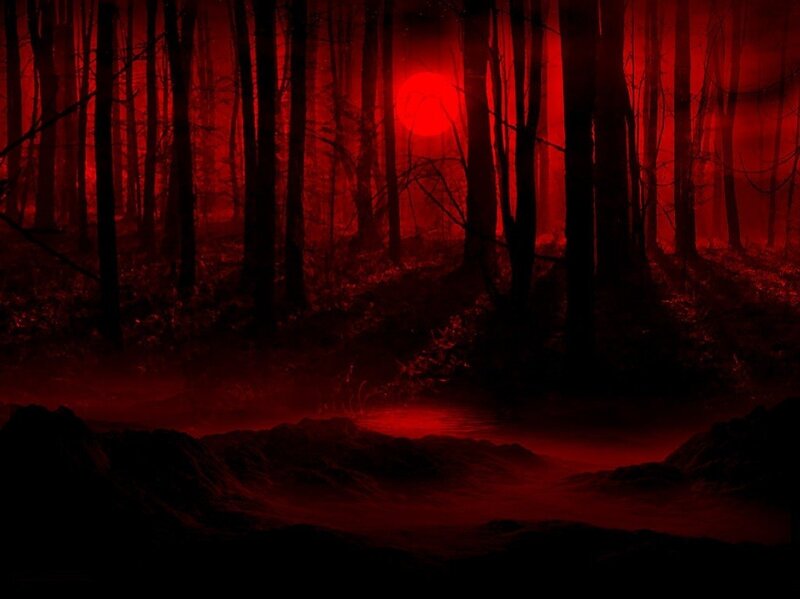 Red Sun in Forest