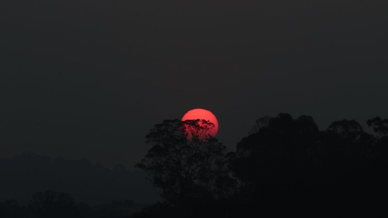 Red Sun over Trees