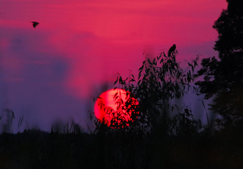 Red Sun Setting Behind Trees