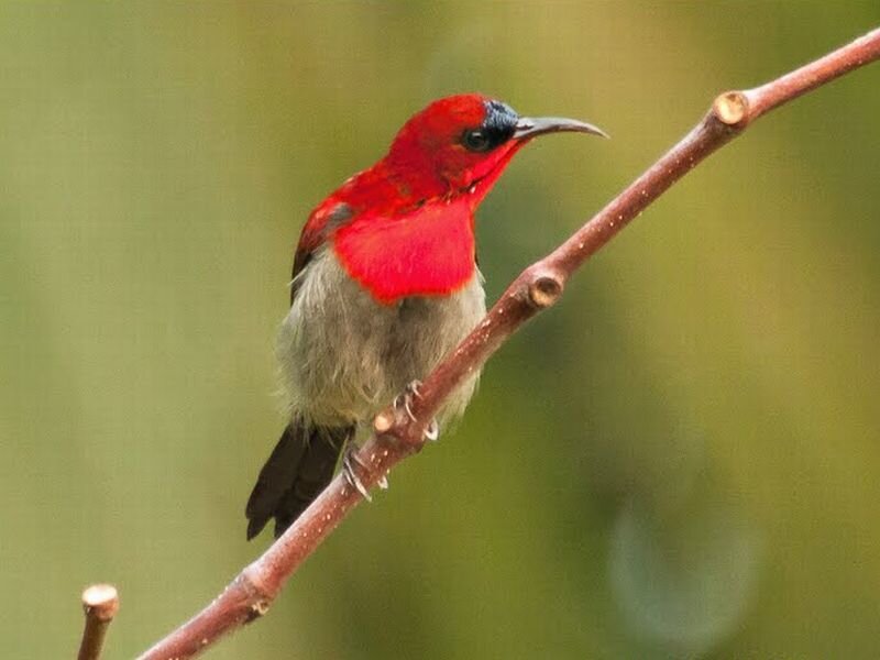 Red Sunbird on Branch — Calm