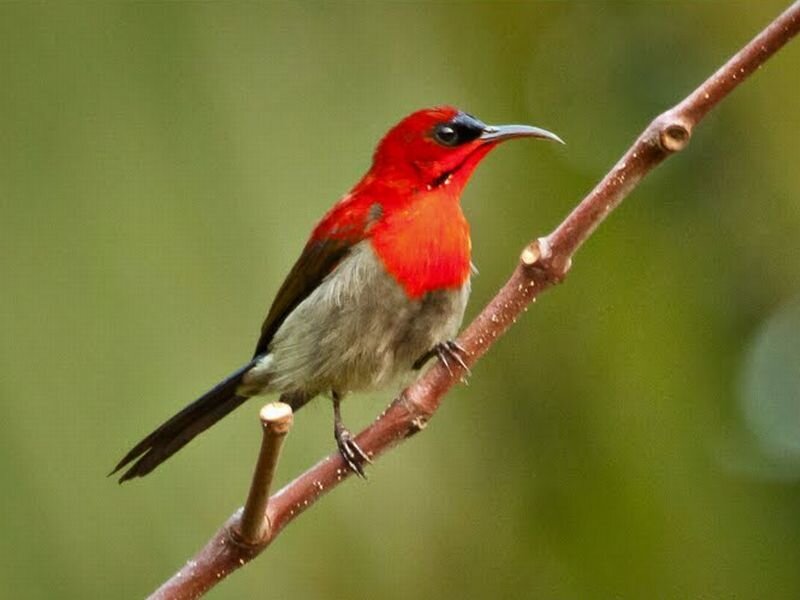 Red Sunbird on Branch
