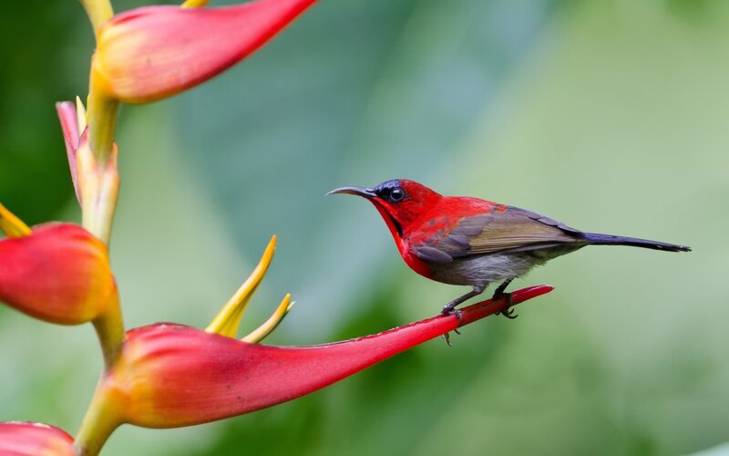 Red Sunbird on Flower