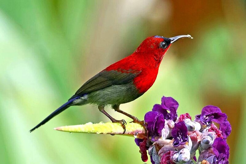 Red sunbird on purple flower