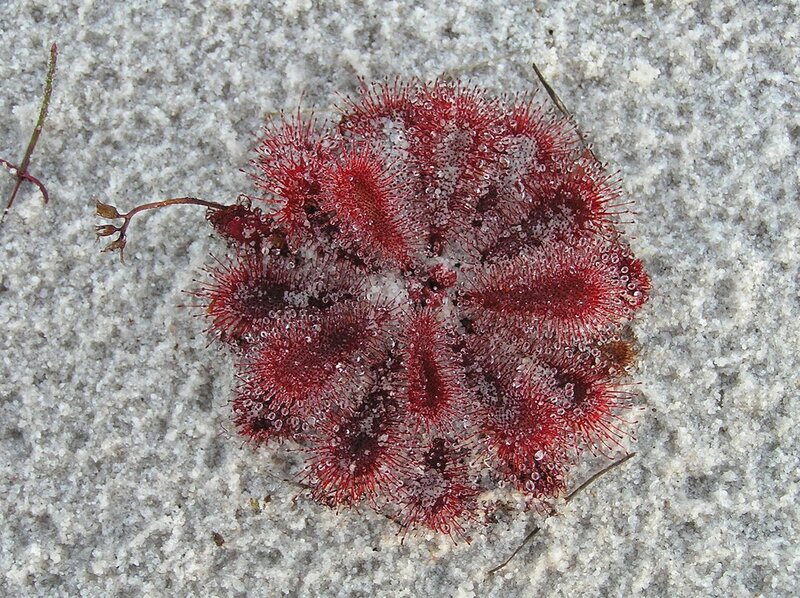 red sundew plant on sand