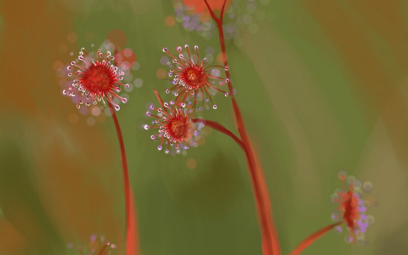 Red Sundew Plants
