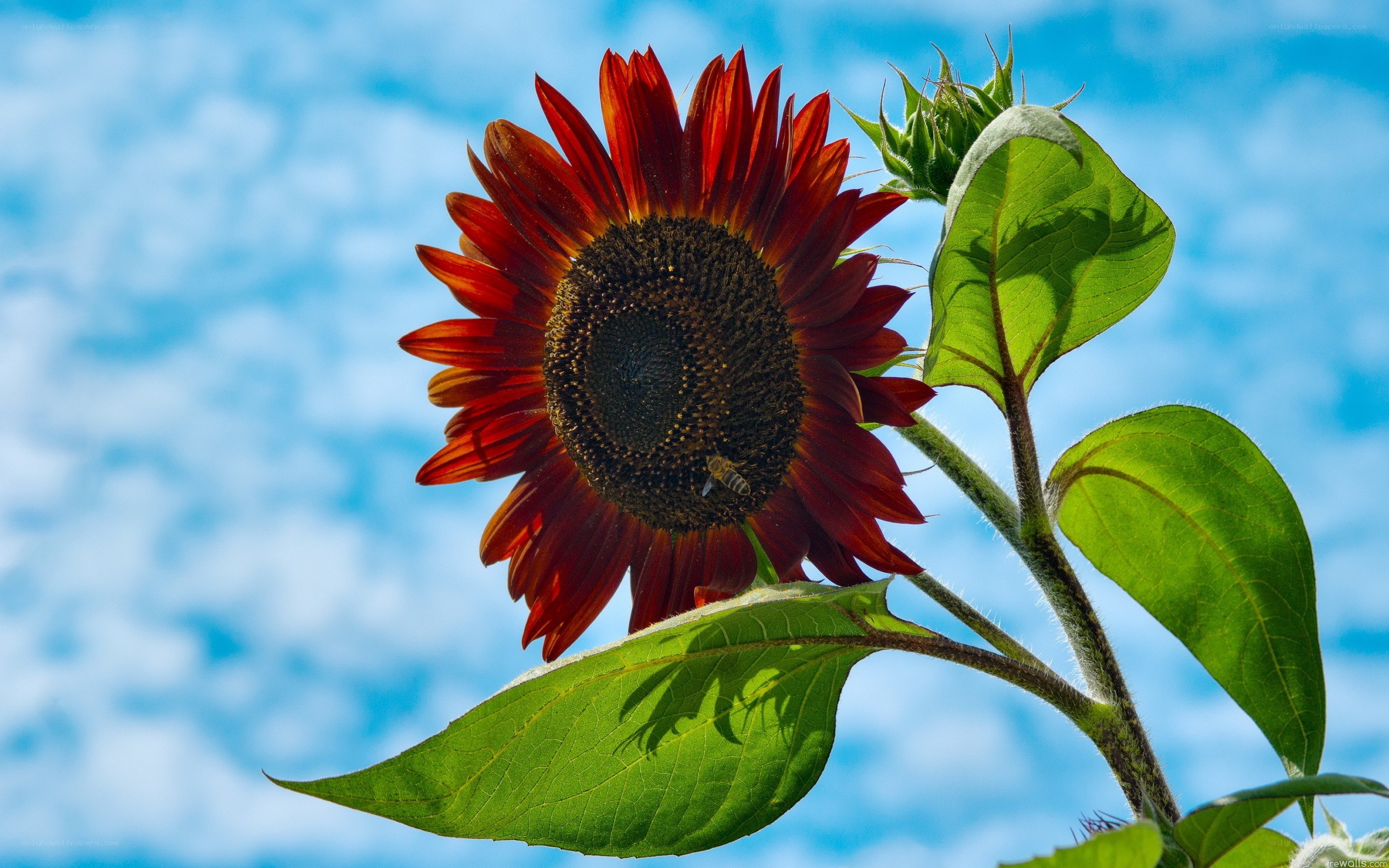 Red sunflower against blue sky