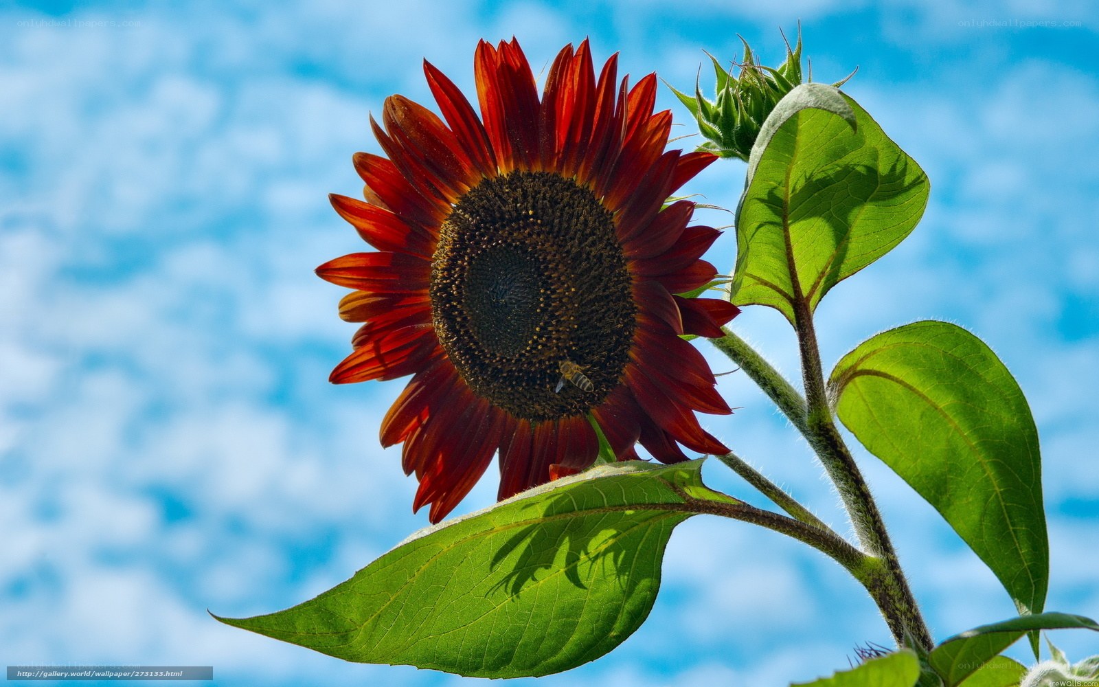 Red sunflower against blue sky