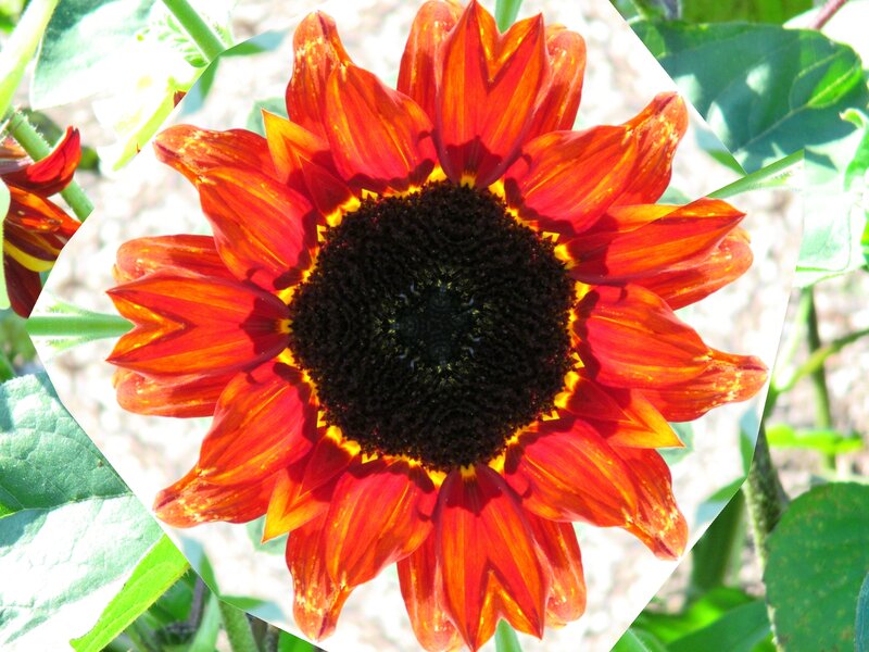 Red Sunflower Bloom — Bright