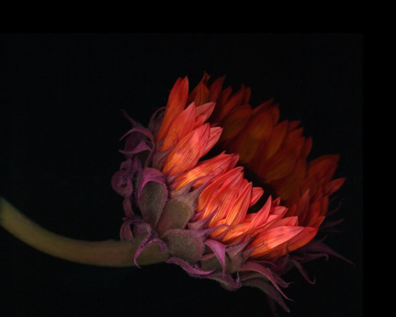 Red Sunflower Bloom — Dramatic