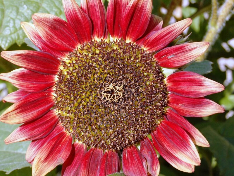 Red Sunflower Bloom — Natural, Afternoon