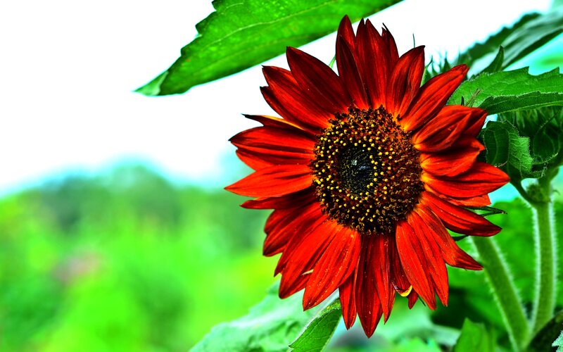 Red Sunflower Bloom — Natural