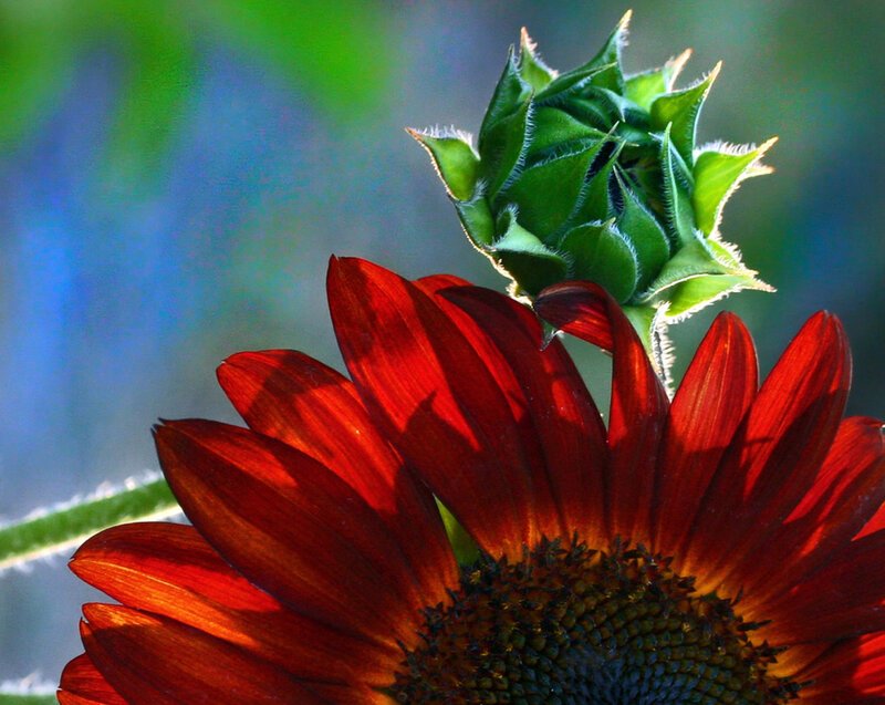 Red Sunflower Bloom