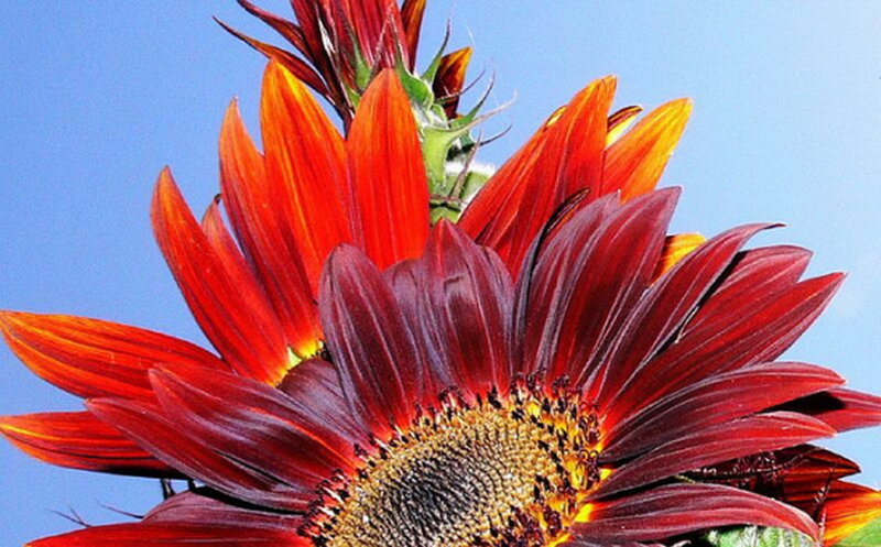 Red Sunflower Bloom — Vibrant