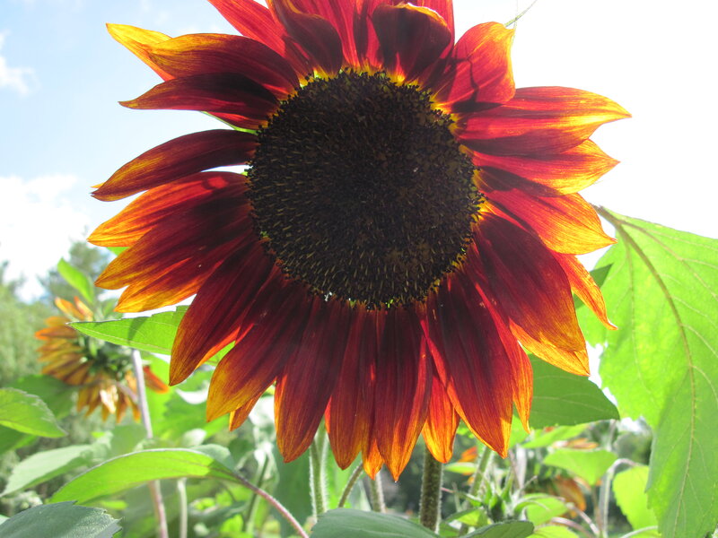 Red Sunflower in Bloom — Bright