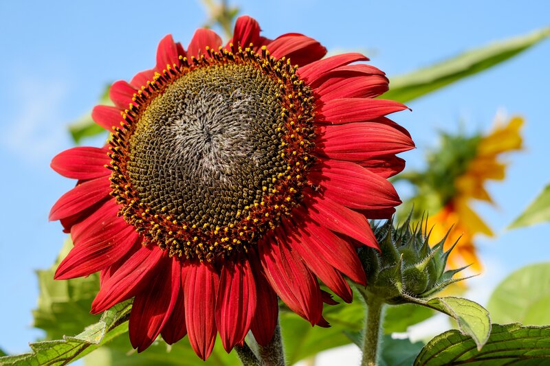 Red sunflower in bloom