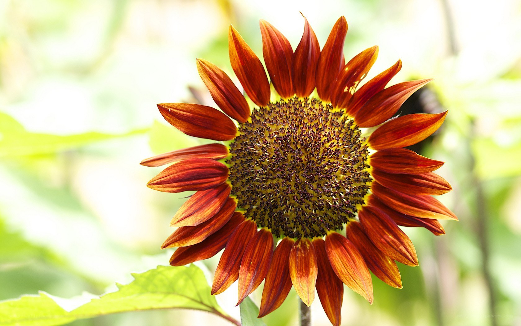 Red sunflower in sunlight