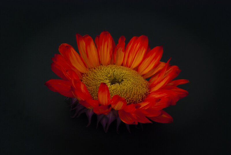 Red Sunflower