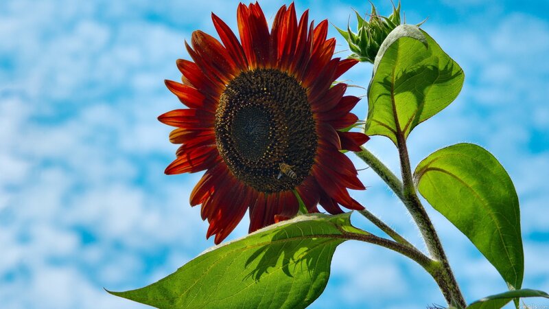 Red Sunflower with Bee — Serene