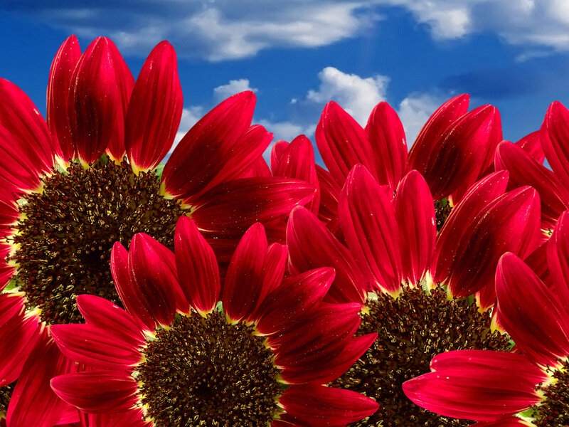 Red Sunflowers in Bloom