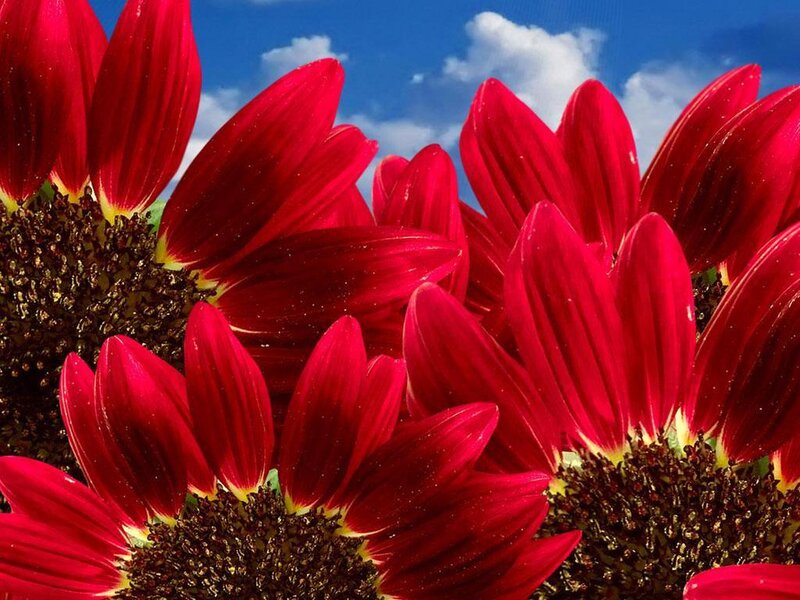 Red Sunflowers in Bloom — Vibrant, Afternoon, Photograph