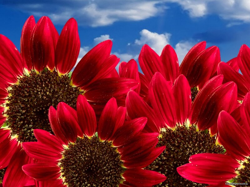Red Sunflowers in Bloom — Vibrant, Afternoon
