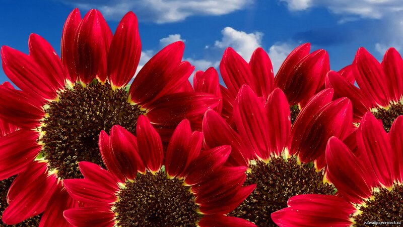 Red Sunflowers in Bloom — Vibrant