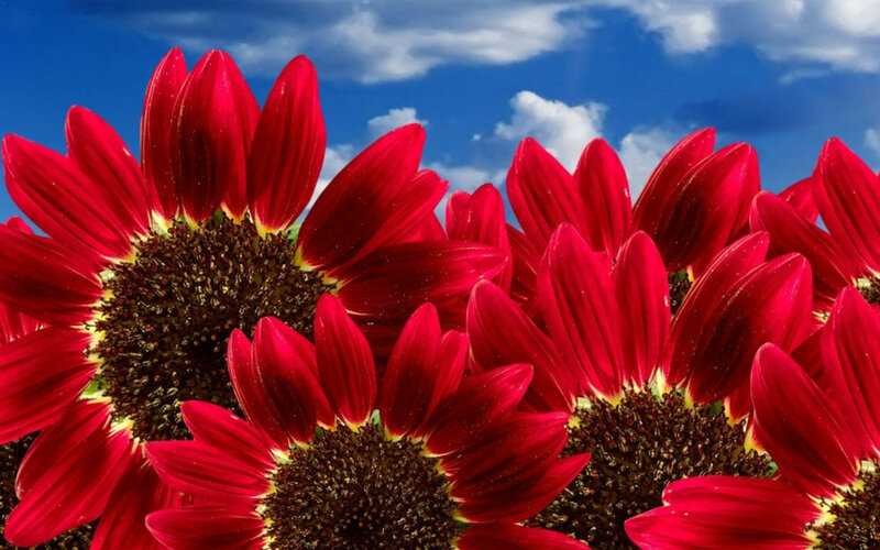 Red Sunflowers in Field — Bright