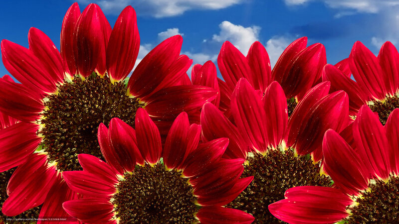 Red Sunflowers in Field