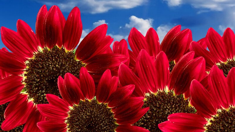 Red Sunflowers in Field — Vibrant