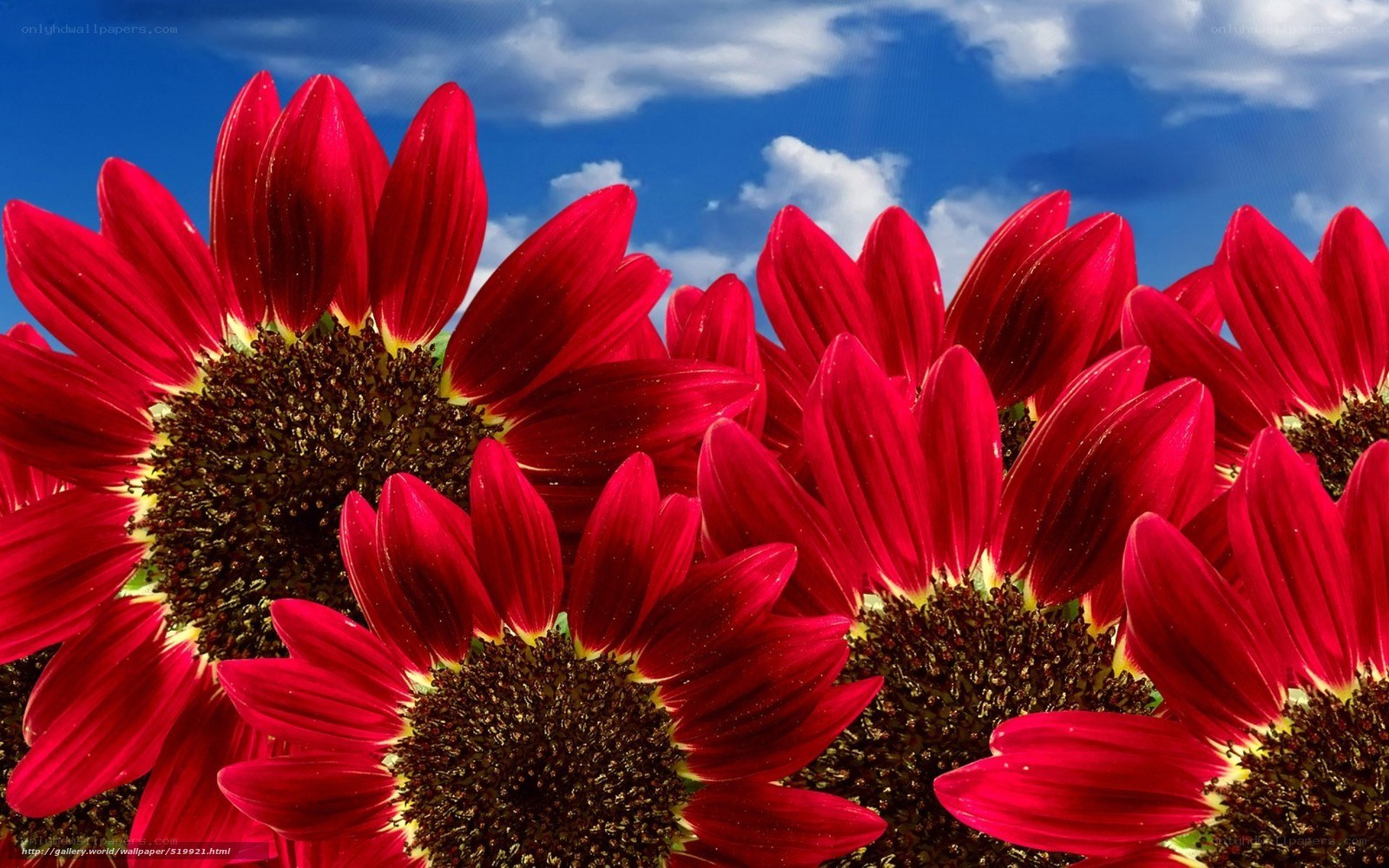 Red sunflowers under blue sky