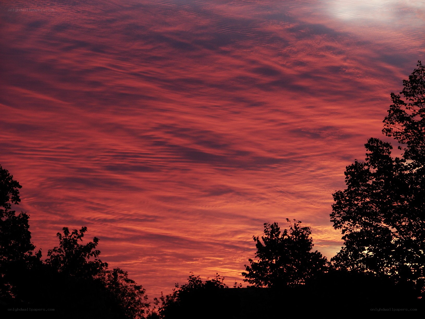 Red sunset over trees