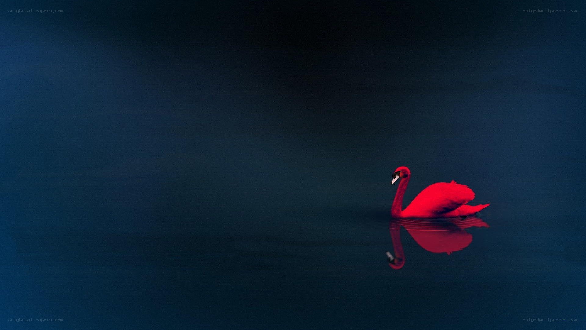 Red swan on dark water