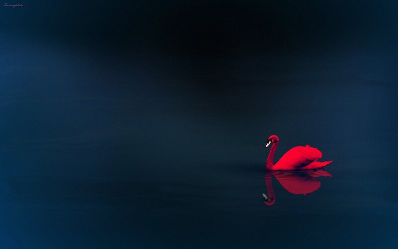 Red swan on dark water