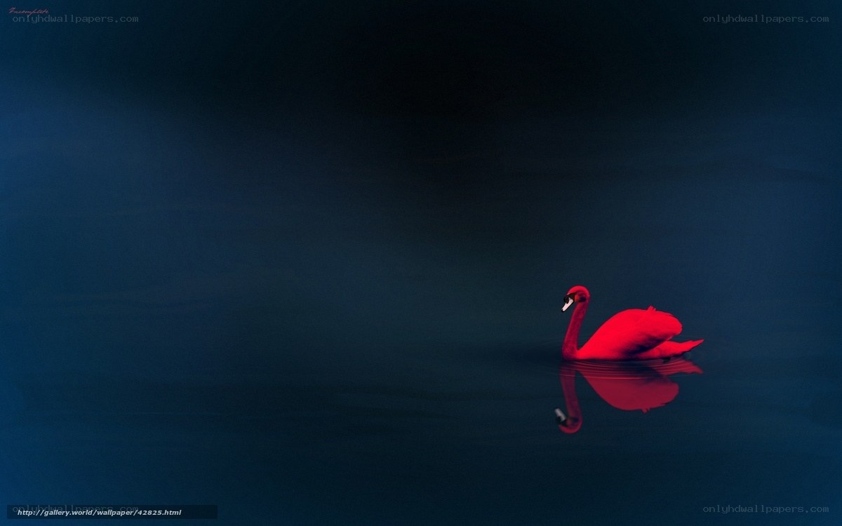 Red swan on dark water
