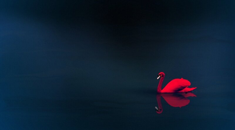 Red Swan on Water — Serene