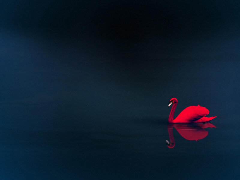 Red Swan on Water