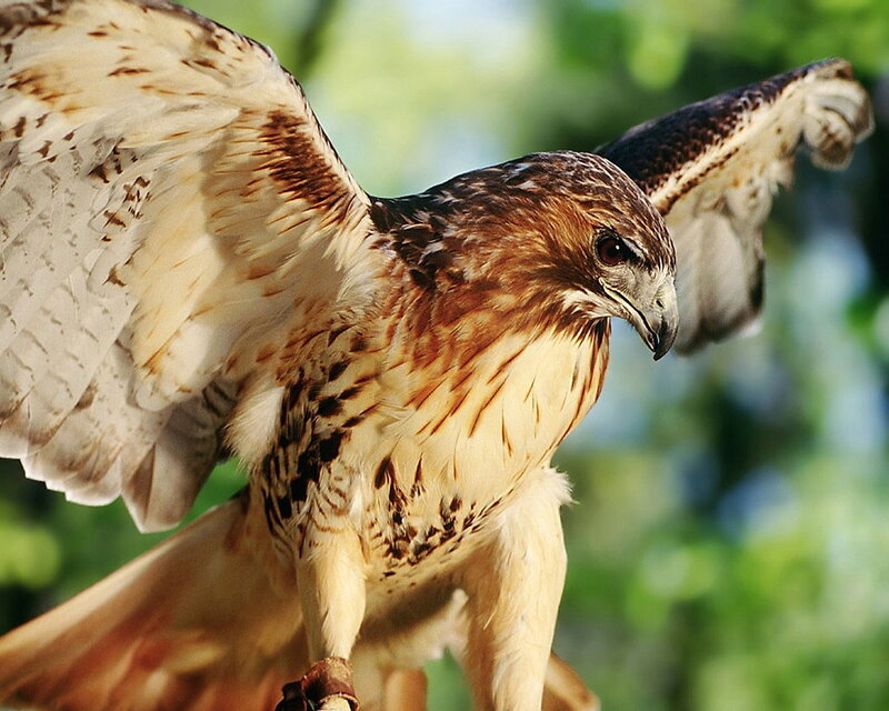 Red-tailed hawk in flight