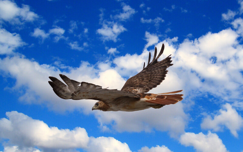 Red-tailed Hawk in Flight — Blue