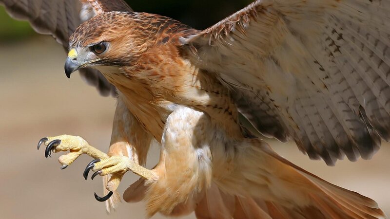 Red-tailed Hawk in Flight — Brown, Intense, Afternoon