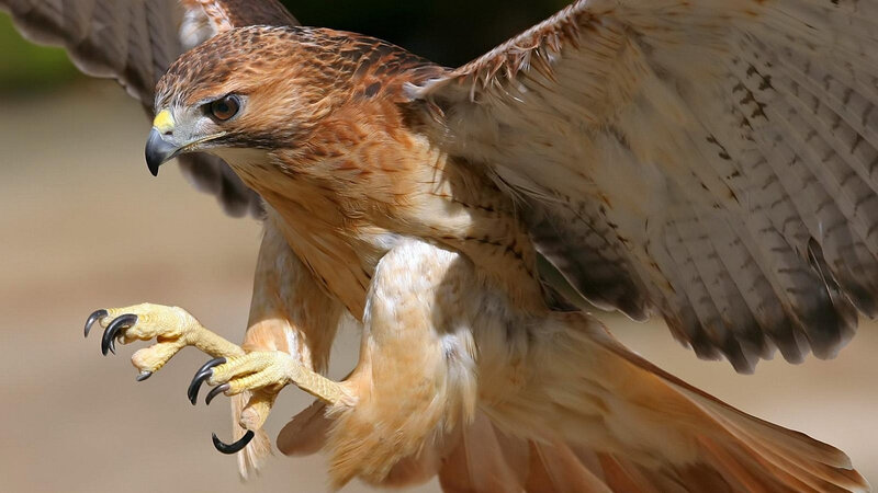 Red-tailed Hawk in Flight — Brown