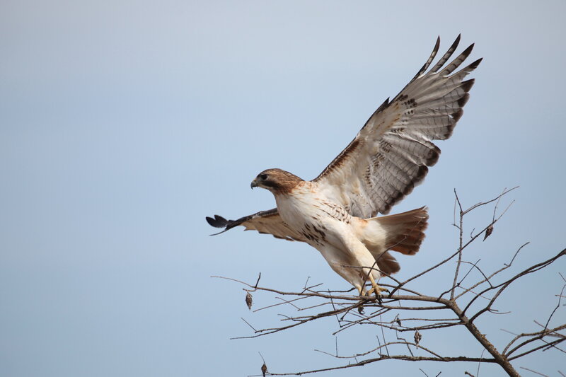 Red-tailed hawk in flight