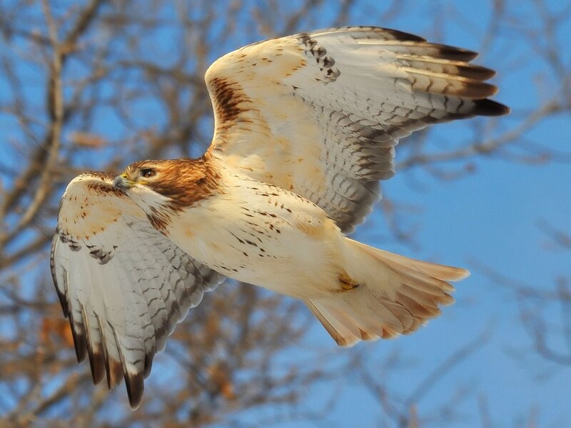 Red-tailed Hawk in Flight — White