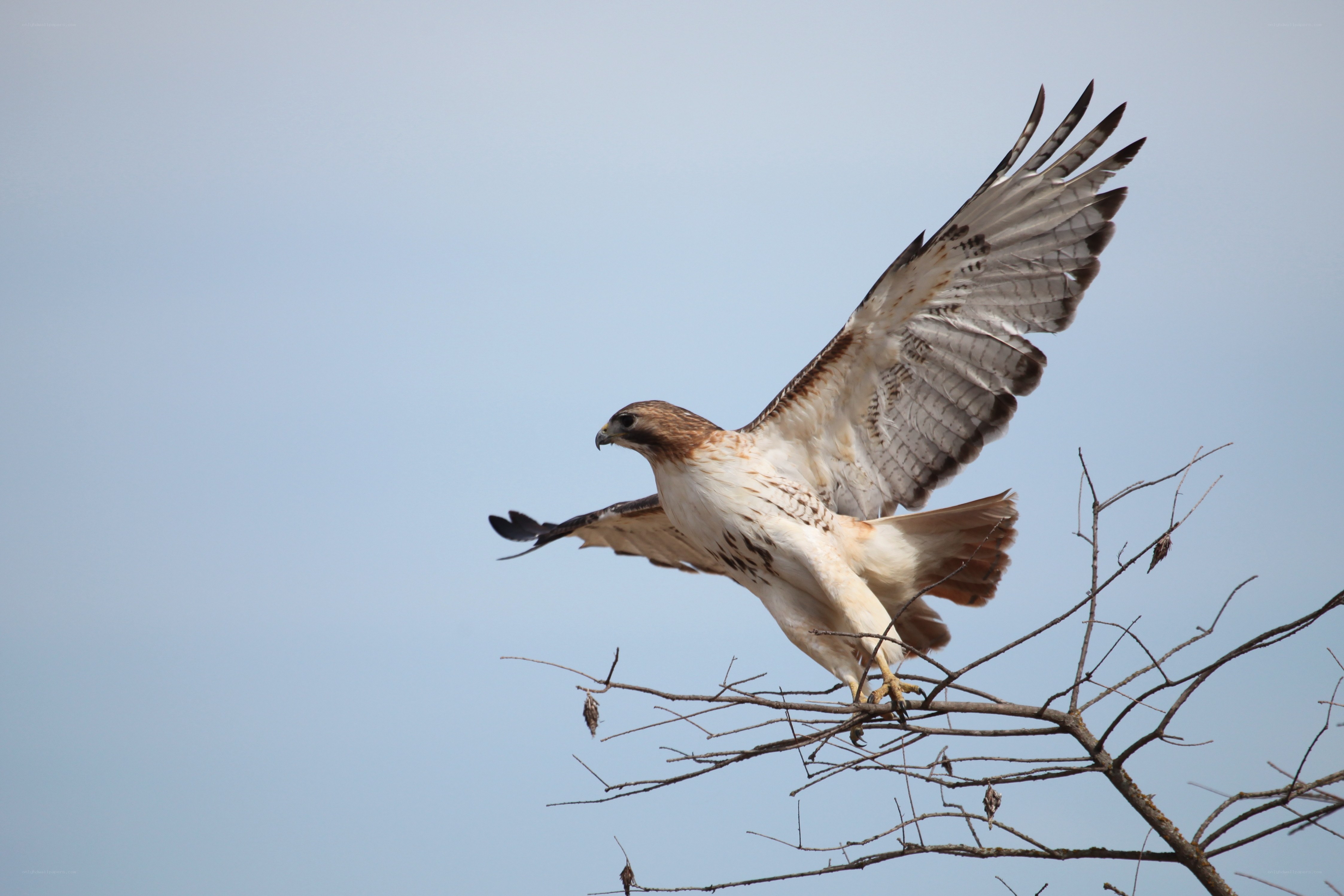 Red-tailed hawk in flight