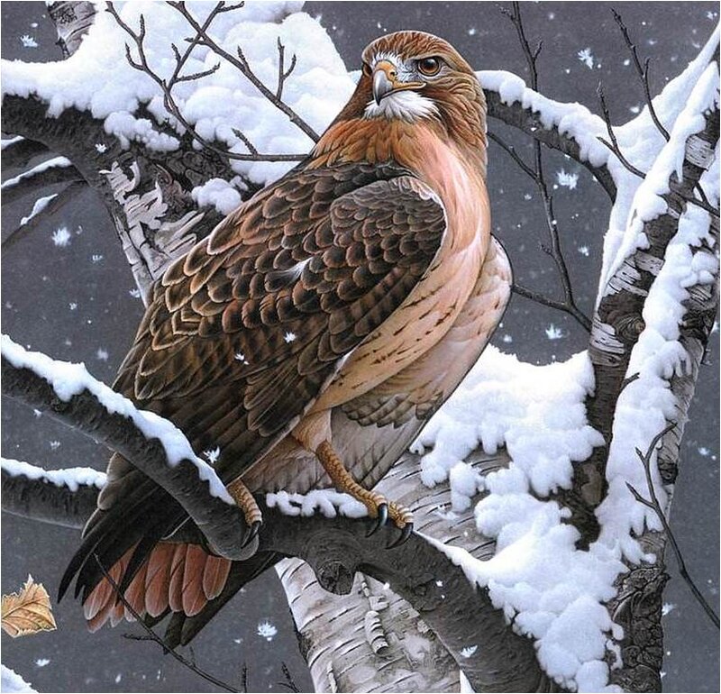 Red-tailed Hawk in Snow