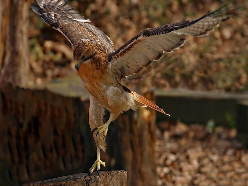 Red-tailed hawk landing