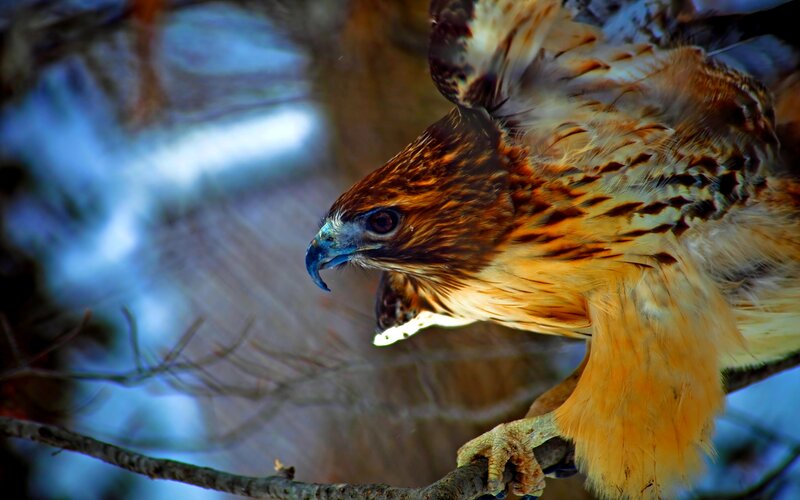 Red-tailed Hawk on Branch