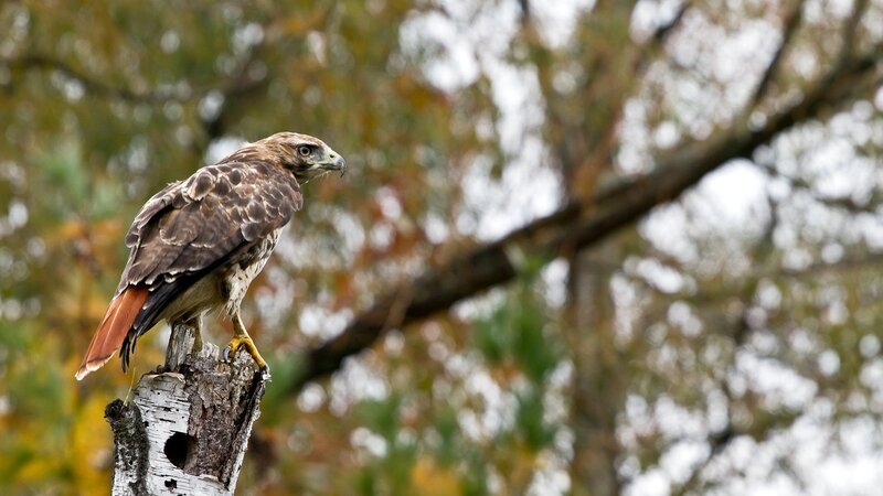 Red-tailed Hawk Perched — Brown