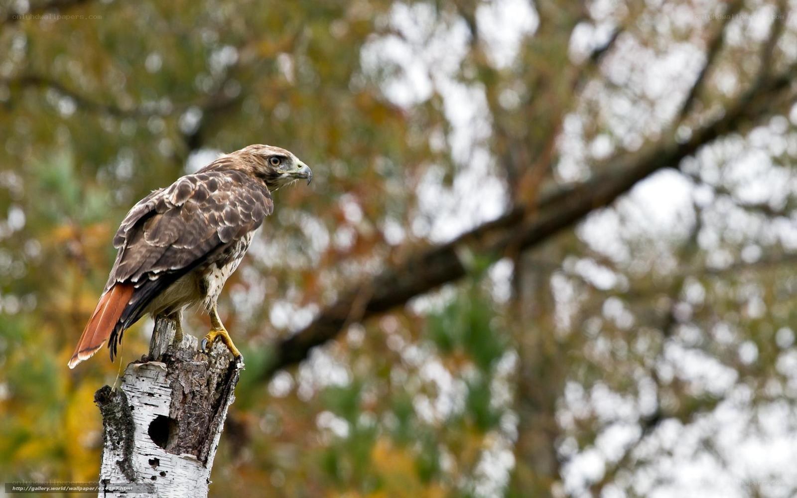 Red-tailed hawk perched on a stump