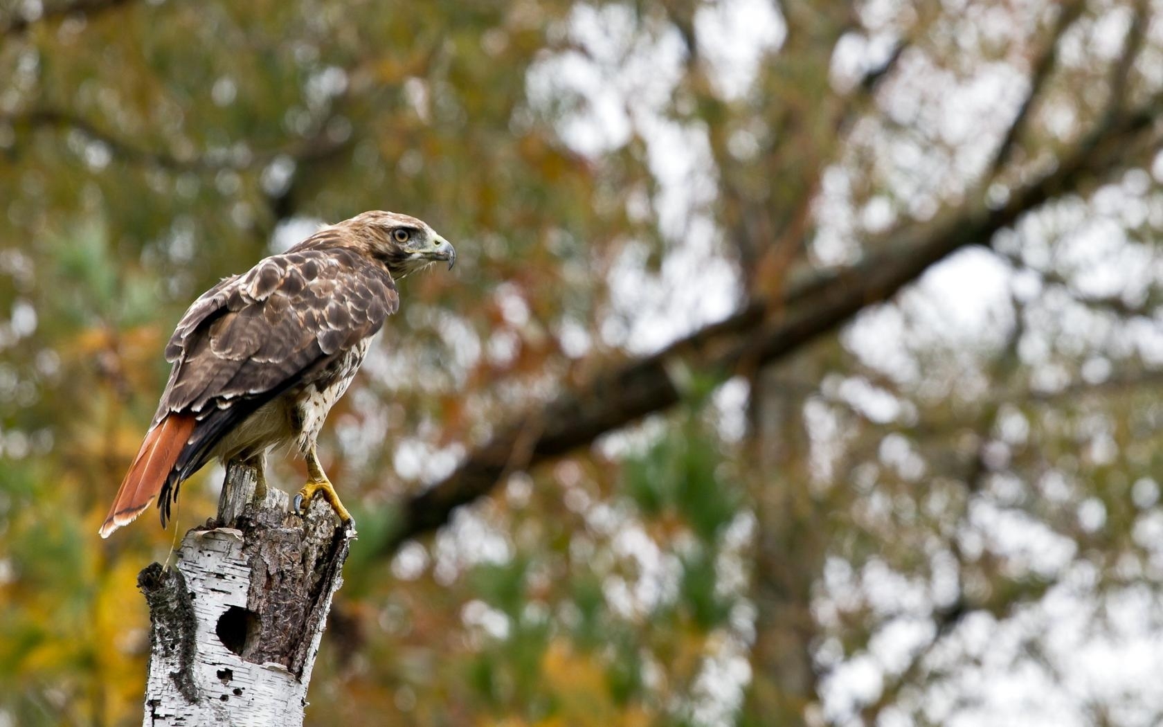 Red-tailed hawk perched on a stump