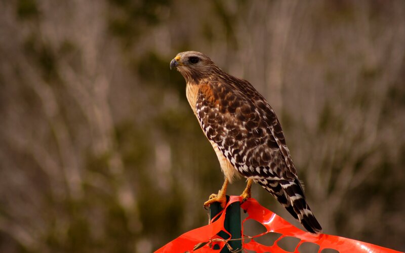 Red-tailed Hawk Perched